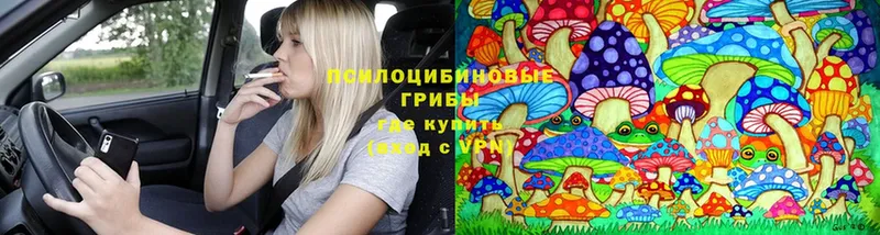 Галлюциногенные грибы Psilocybe  Сафоново 